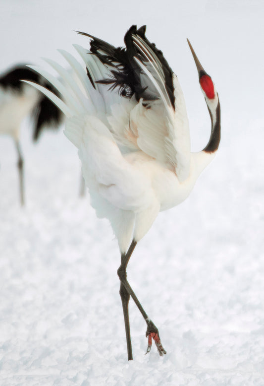 Dancing Crane 1 - Hokkaido - Japan