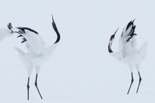Dancing Crane 2 - Hokkaido - Japan
