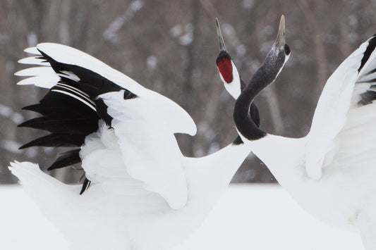 Dancing Crane 3 - Hokkaido - Japan