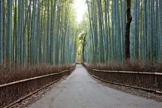 Focus On The Journey - Kyoto - Japan