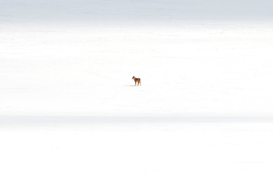 Solitary - Hokkaido - Japan