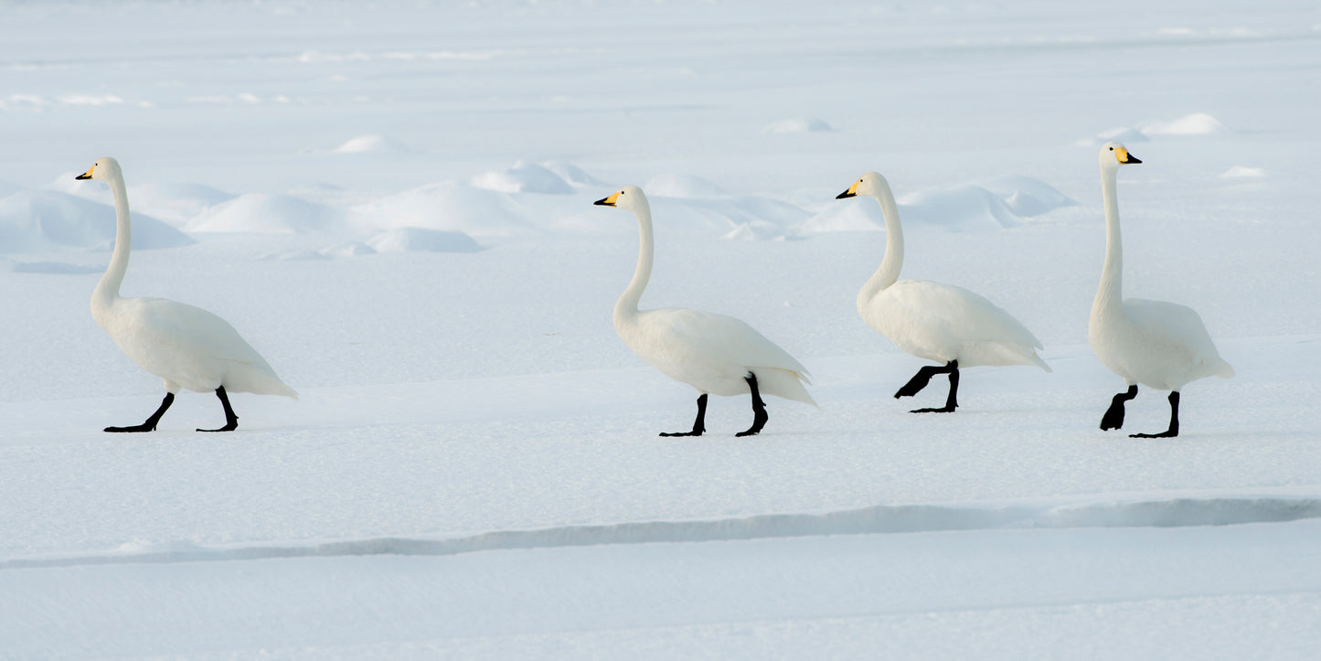 Whooper Swans 2 - Hokkaido - Japan