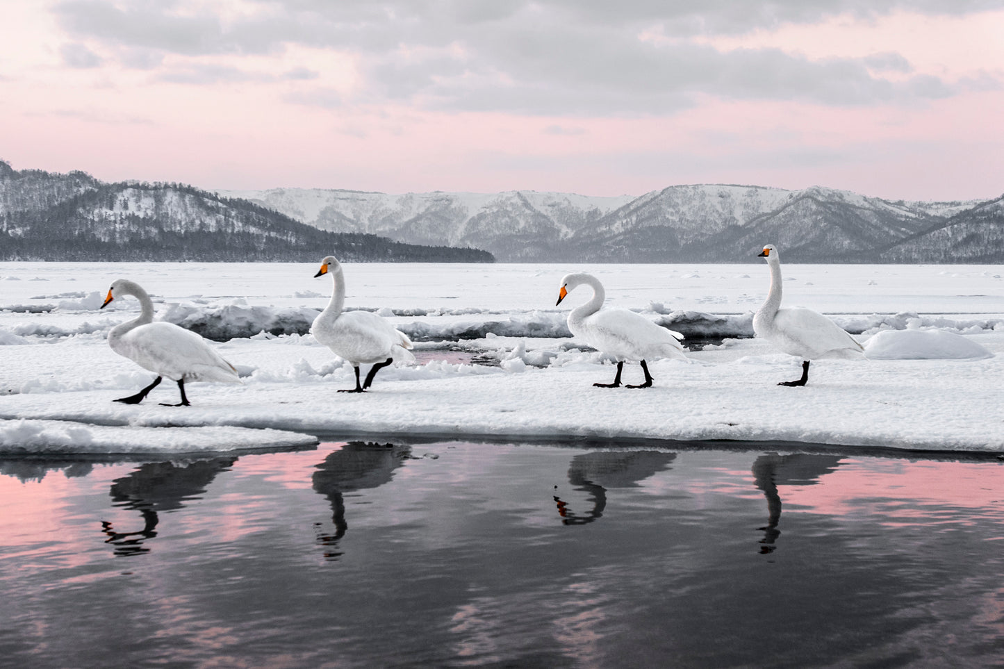 Whooper Swans 1 - Hokkaido - Japan